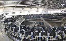 國社“寧”聚力|告別實“鼠”不易 迎來“牛”轉乾坤