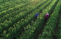 國社“寧”聚力|塞上江南展新顏